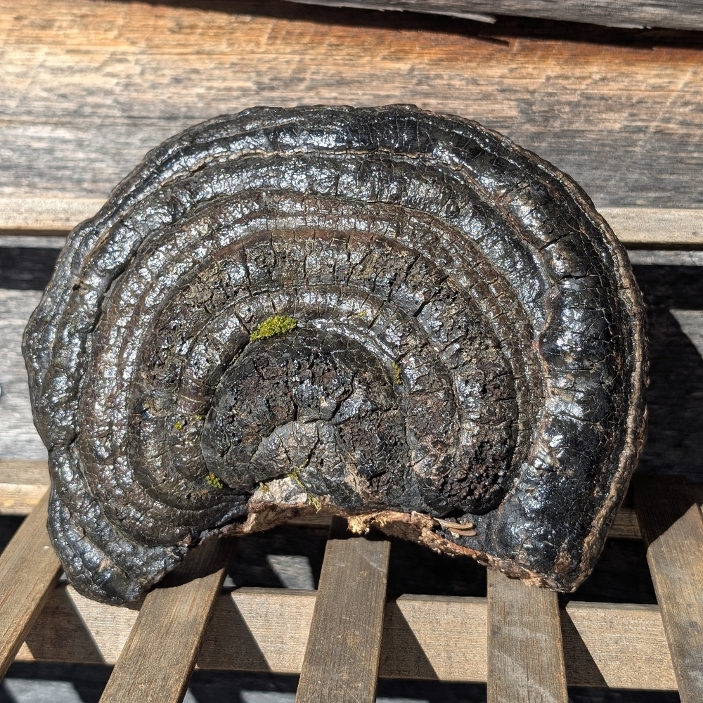 🍄Rare Artist’s Conk Bracket Fungus |  Nature Decor | Woodland Cottagec